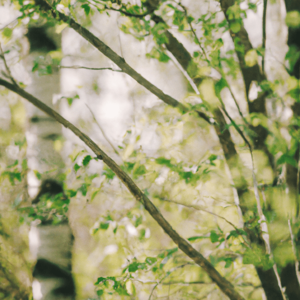 [Fotka: Les plný zelených stromů a sluneční paprsky pronikající mezi větve]. Sigma 85 mm f/1.4. No text.